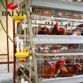 Best Selling Battery Cages for Layers Birds